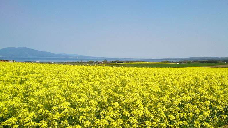 15年5月 青森県 下北半島ドライブ 菜の花畑 大間崎 気づいたら旅想い